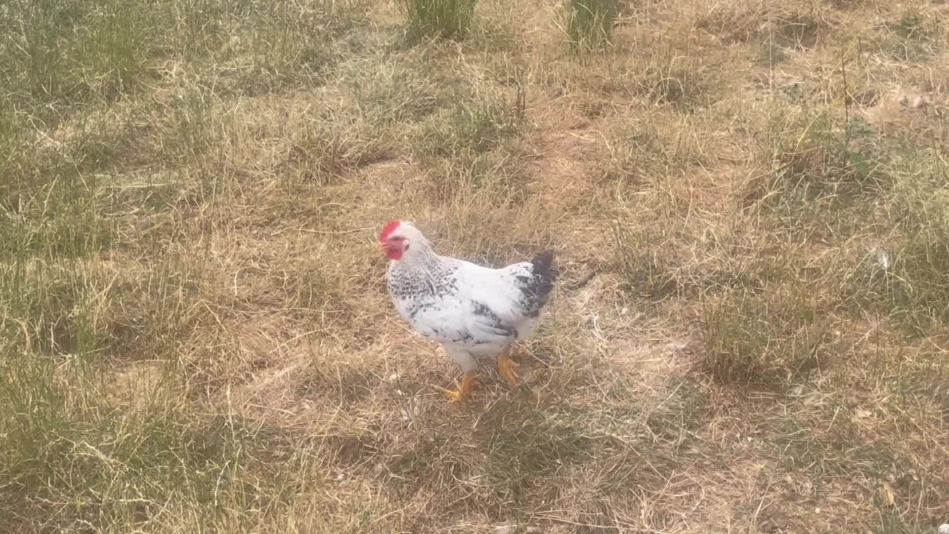 Chickens poultry for sale: Beautiful 3 month old cockerel for sale  in Melton Mowbray - Video 1