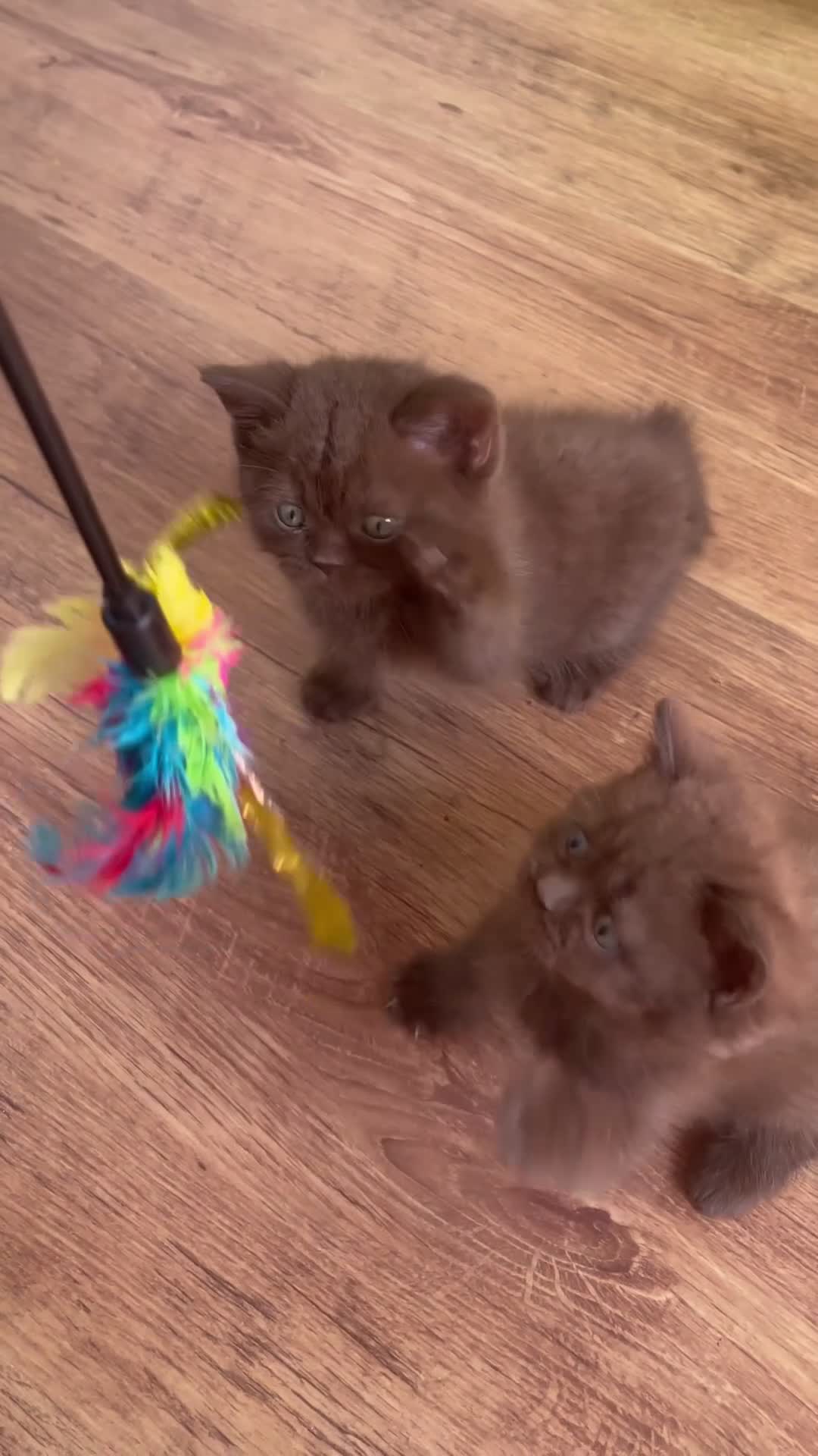 Mixed Breed cats for sale: Adorable Shorthair Kittens – 4 Boys & 1 Girl - Video 1