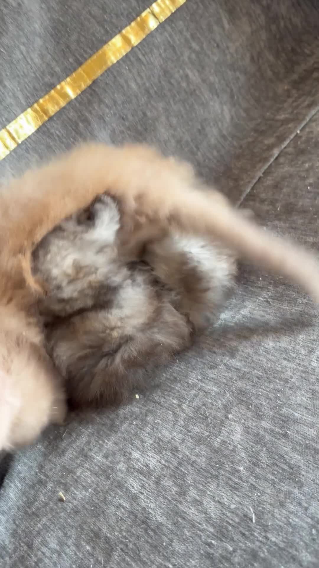 Persian cats for sale: Persian Teddy Bear kittens  - Video 1