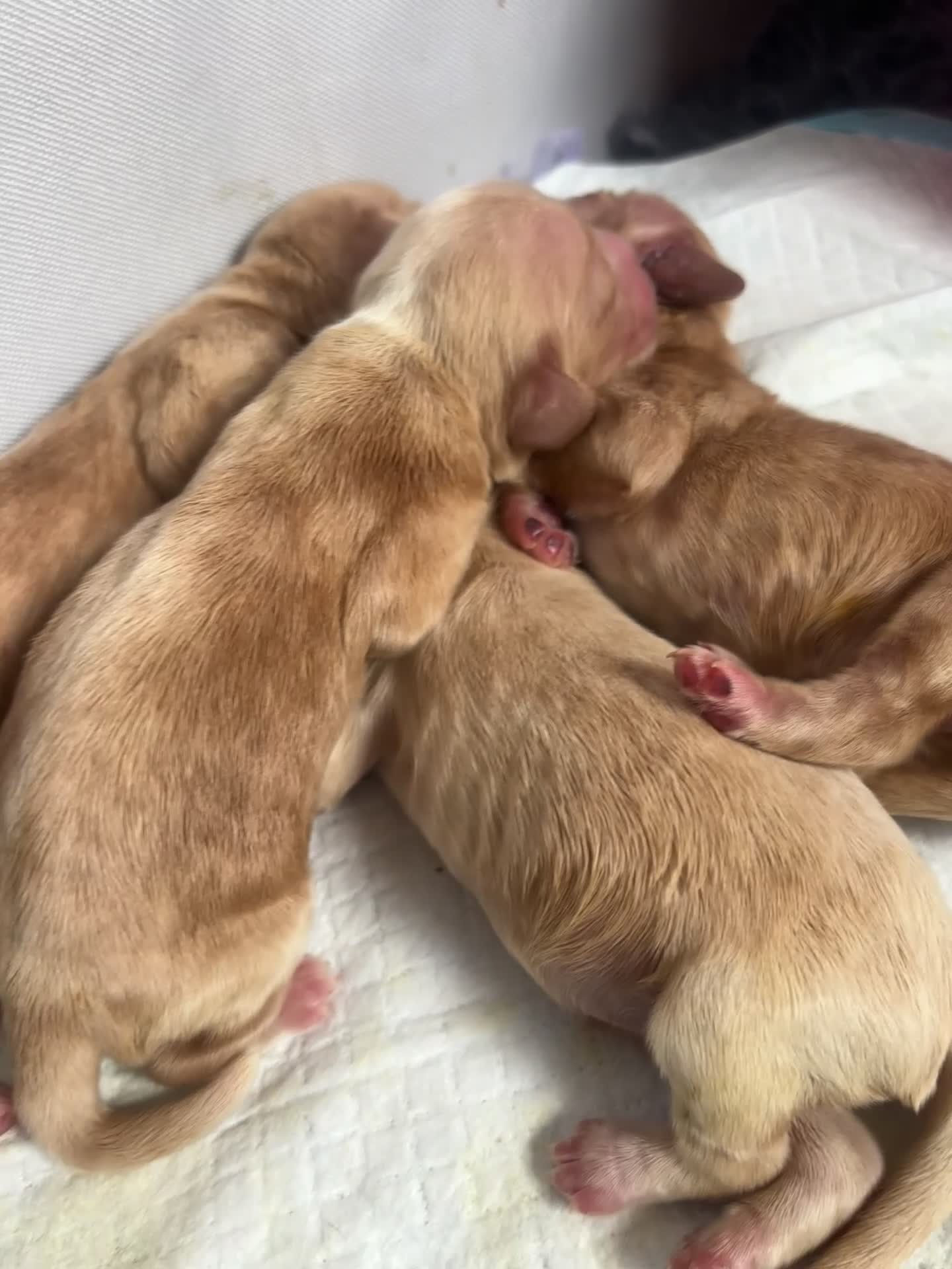 Cocker Spaniel dogs for sale: KC REGISTERED SHOW COCKER SPANIELS  - Video 4
