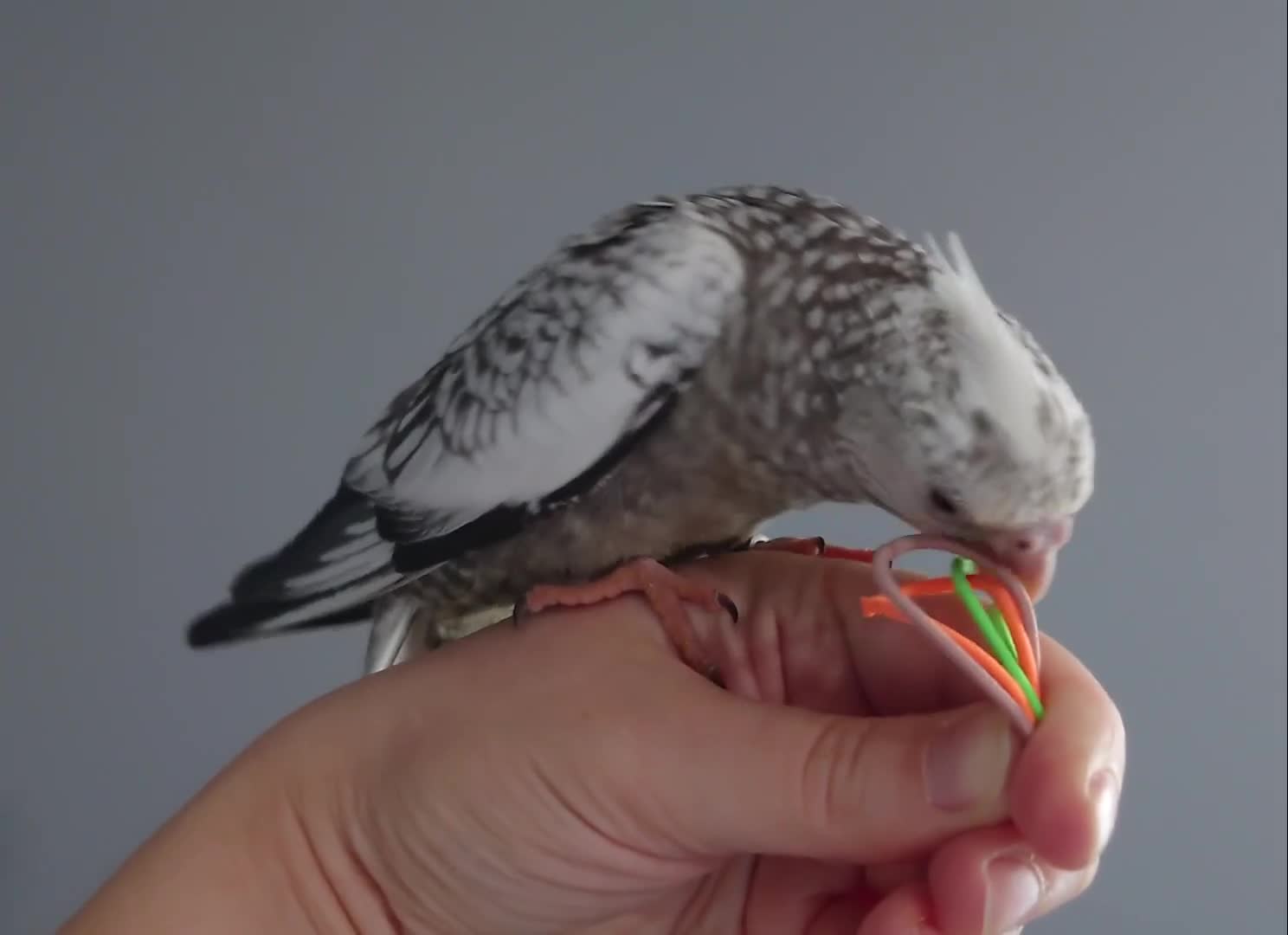 Cockatiels birds for sale: Hand reared silly tame DNA sexed baby cockatiels  - Video 1