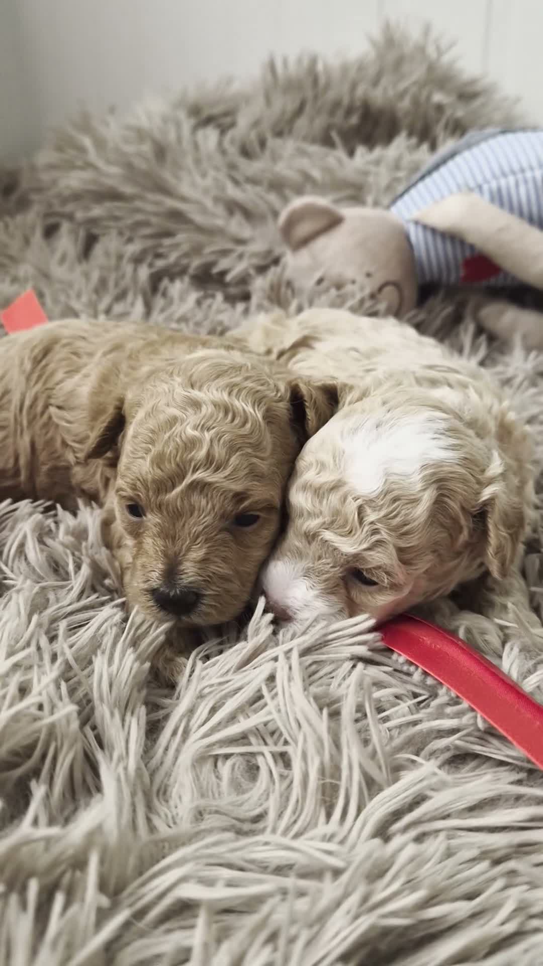 Maltipoo dogs for sale: Toy maltipoo f1b - Video 1