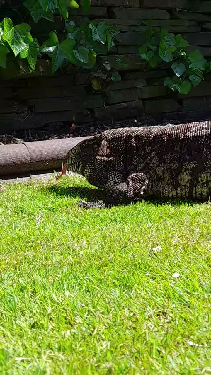 Monitor reptiles for sale: Rocky the Tegu - Video 1