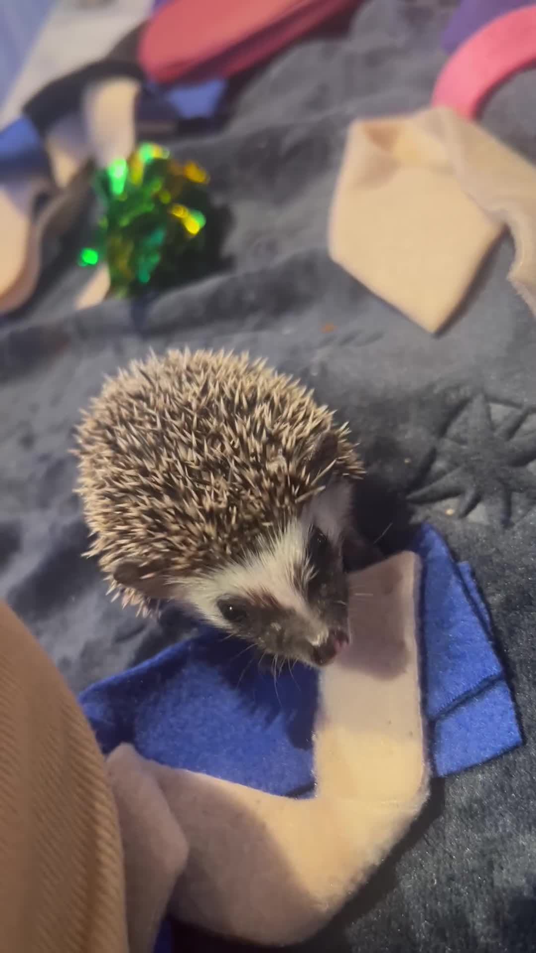 Pygmy Hedgehog rodents for sale: Gorgeous male blaze African Pygmy hedgehog - Video 2