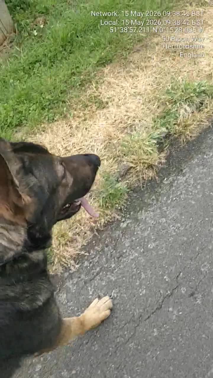 German Shepherd dogs for sale: Rehoming - Video 2