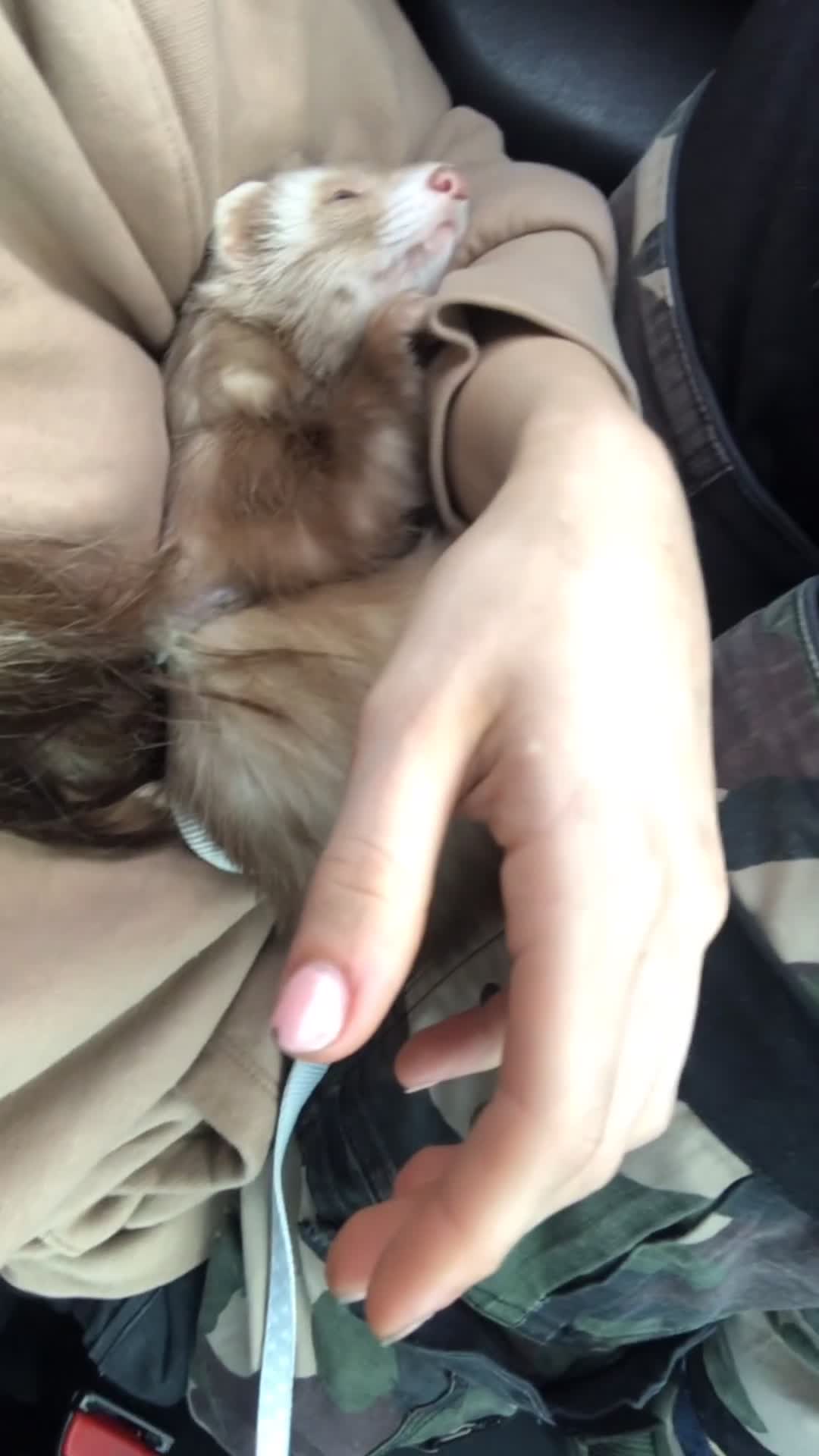 Ferret rodents for sale: Ferret for sale - Video 1