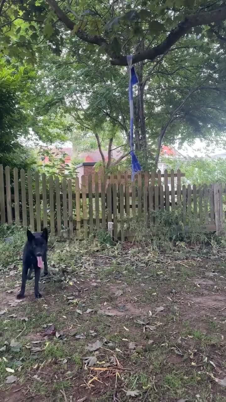 German Shepherd dogs for stud: Purebred GSD Male For *STUD*  in St Albans - Video 3