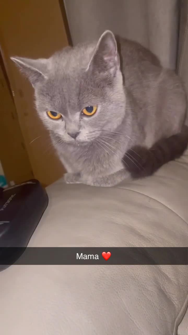 British Shorthair cats for sale: British Short Hair X - Video 3