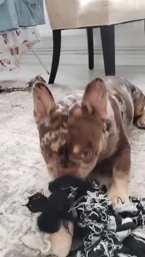 French Bulldog dogs for stud: For stud! Ferrari Jay!! EXOTIC DNA AND CARRIER  - Video 4