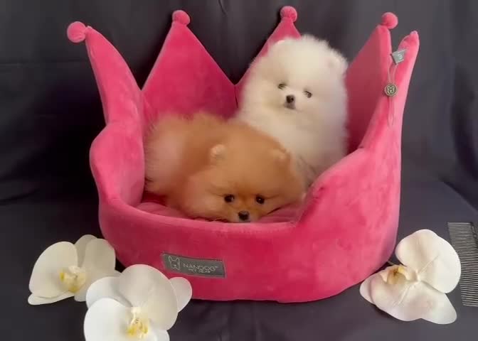Pomeranian dogs for sale: White and Orange Pomeranian Boys in London - Video 2