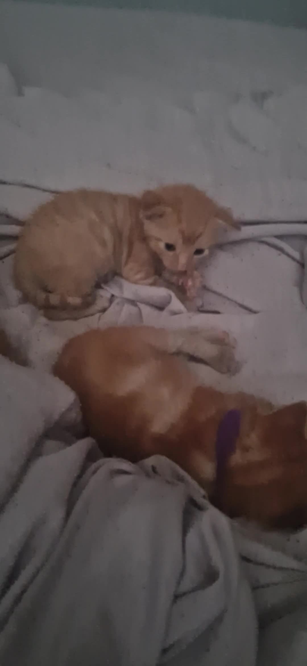 Mixed Breed cats for sale:  X5 Ginger kittens for sale - Video 2