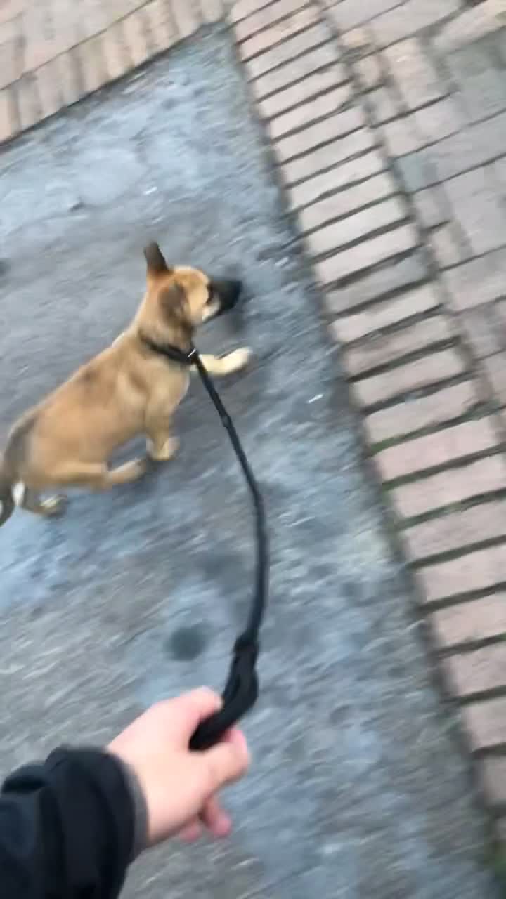 Belgian Shepherd Dog dogs for sale: Fendi in Sutton-in-Ashfield - Video 1