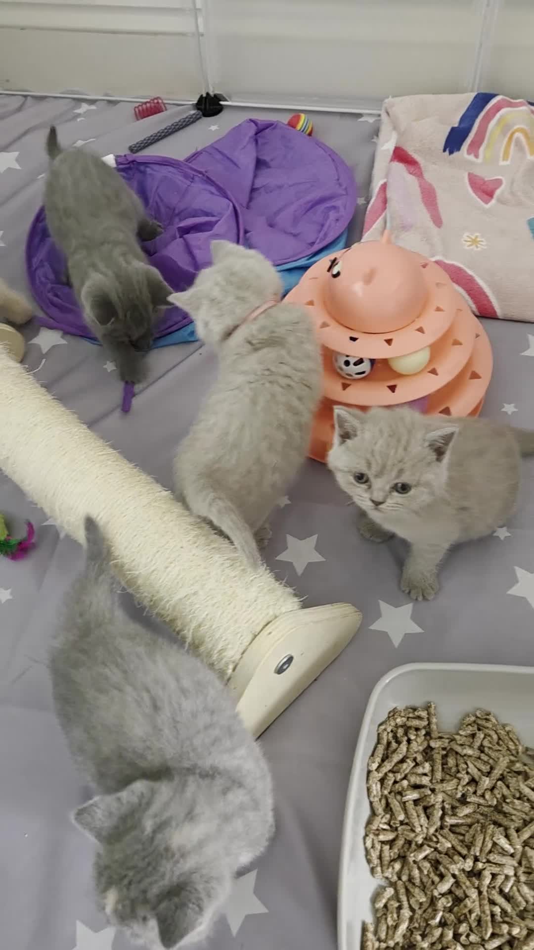 British Shorthair cats for sale: British shorthair kittens - Video 3