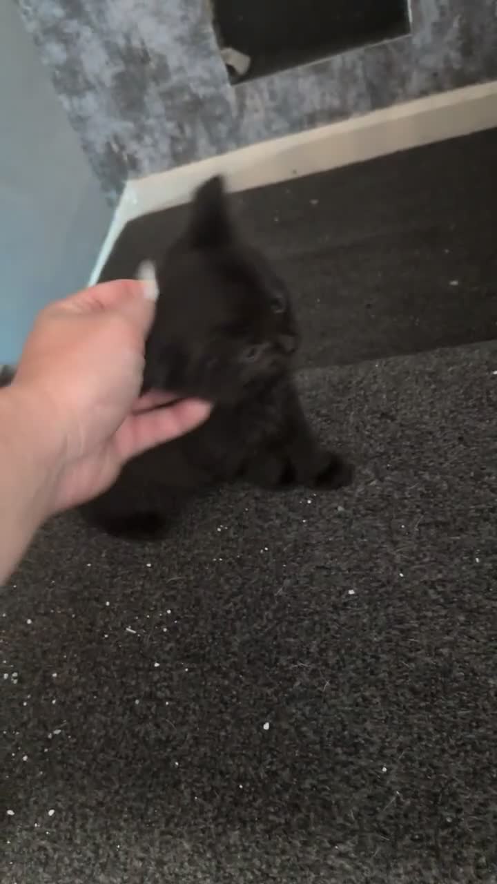 Mixed Breed cats for sale: Well rounded sisters ❤️ - Video 1