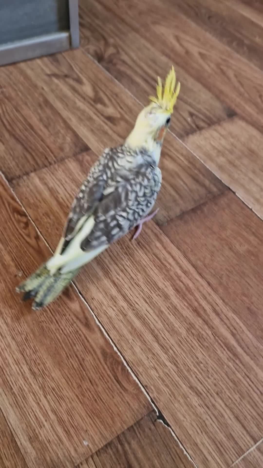 Cockatiels birds for sale: Juvenile Tame Cockatiels  - Video 2