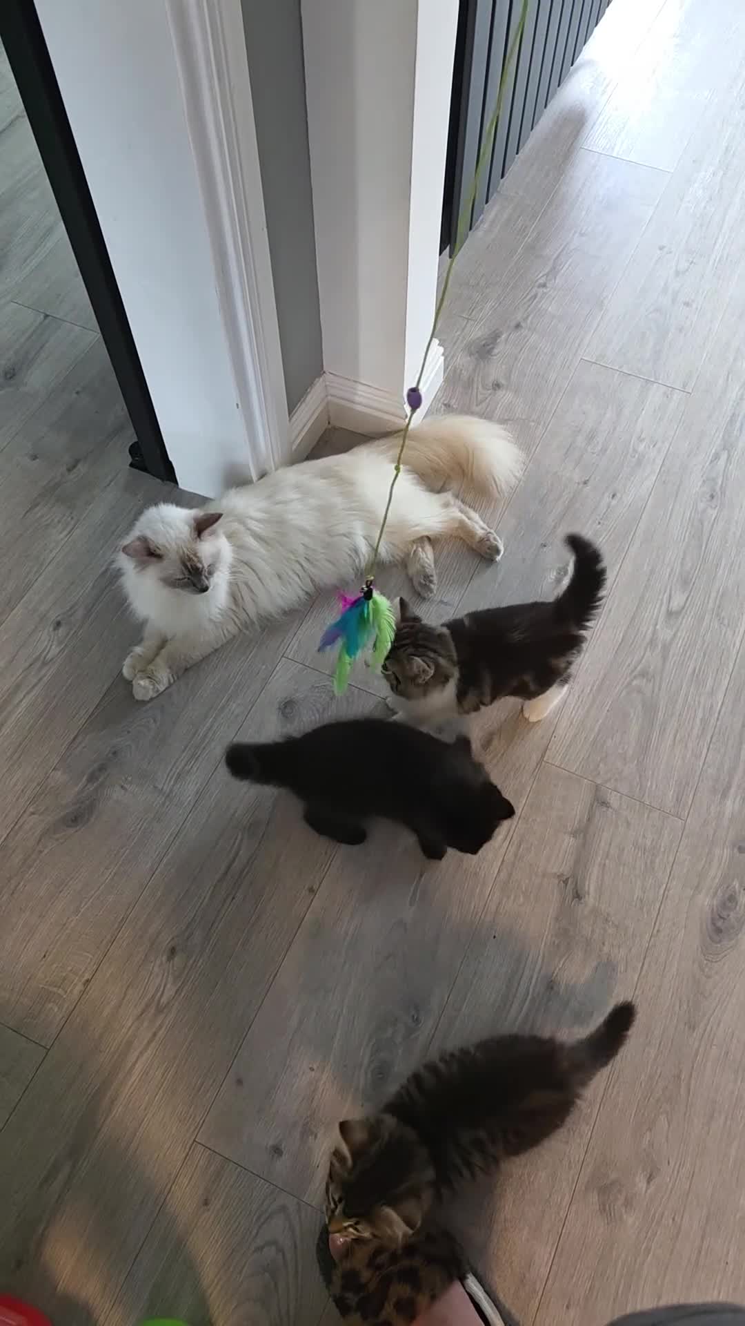 Mixed Breed cats for sale: Adorable Ragdoll X Norwegian forest Kittens  - Video 2