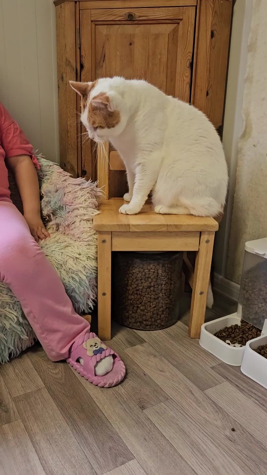 Domestic Shorthair cats for sale: Cat for Adoption  - Video 1