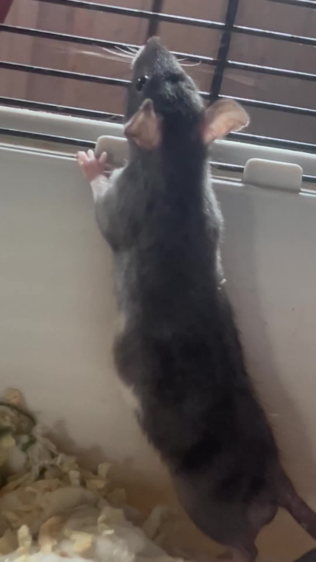 Rat rodents for sale: Baby rats,NEED GONA ASAP! READY TO LEAVE NOW - Video 4