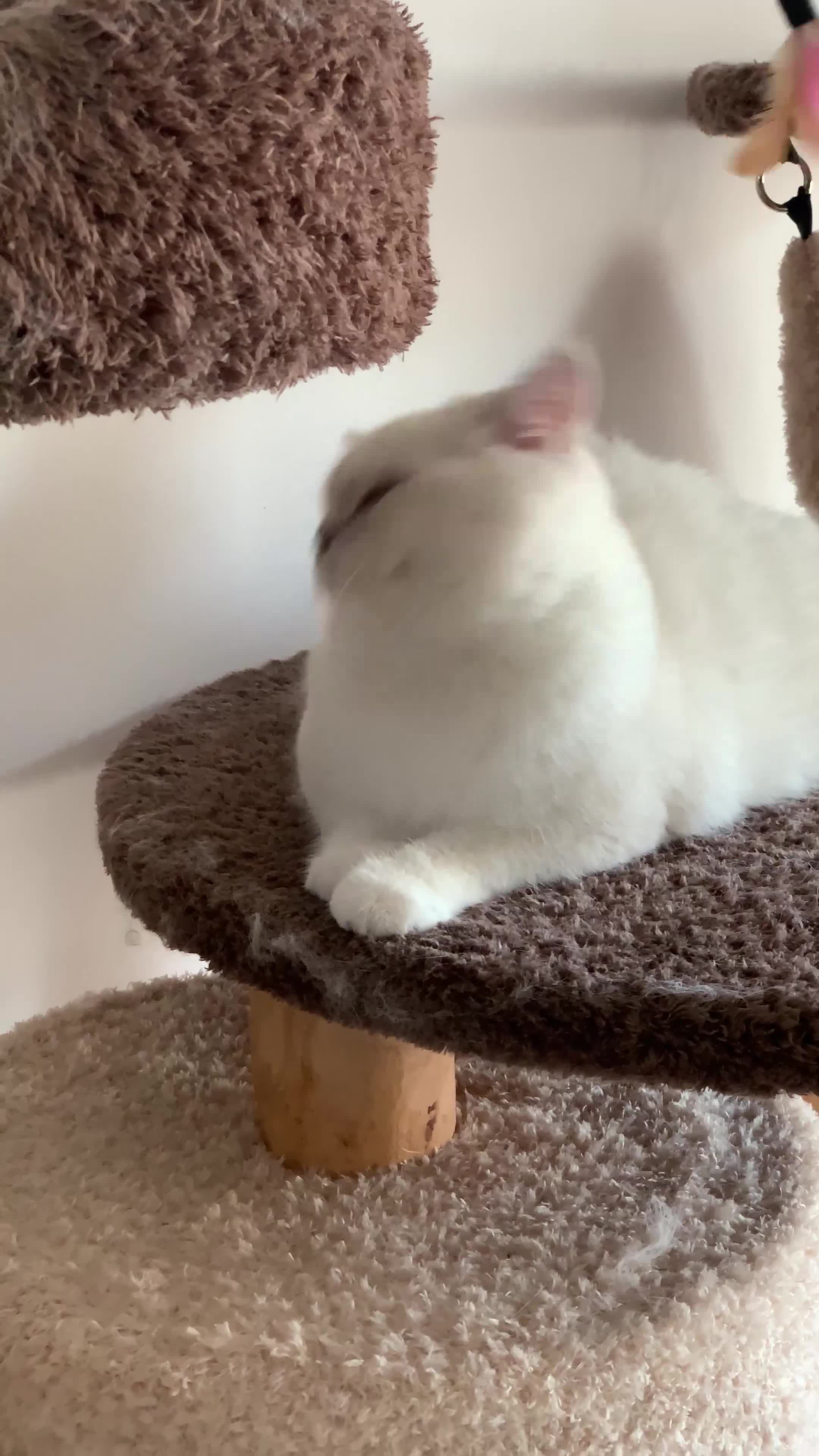 British Longhair cats for sale: Three-month-old British Longhair cat - Video 4