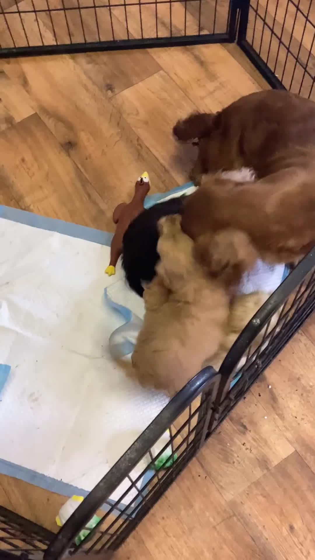 Cockapoo dogs for sale: F1 cockapoo puppies  - Video 1