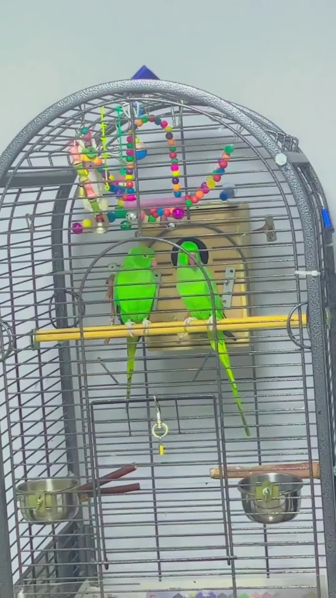 Parrots birds for sale: Indian ring neck ( pair) in Huddersfield - Video 1