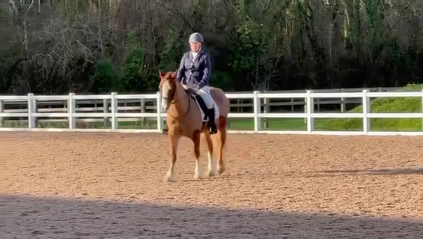 Welsh Section D horses for sale: Welsh Section D gelding Valentino (Tino) in Hereford - Video 5