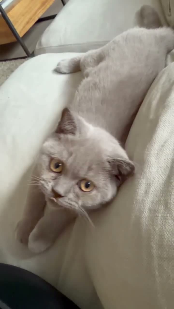 British Shorthair cats for sale: EXCEPTIONAL GCCF ACTIVE LILAC SHORTHAIR FEMALE in Wilmslow - Video 1