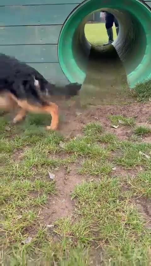 German Shepherd dogs for sale: 6 Month Old Millie  - Video 1