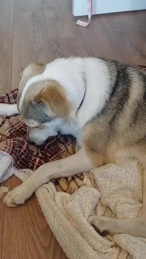 Mixed Breed dogs for adoption: FOSTER/ADOPT:❤️NINA hopes the world can be kind - Video 3