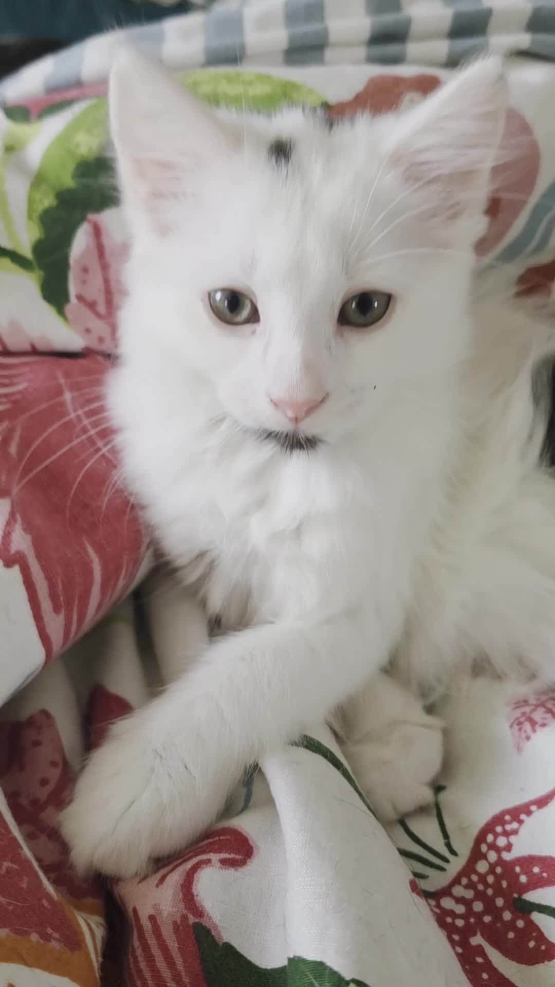 Domestic Shorthair cats for sale: Black and white domestic shorthair kittens - Video 1