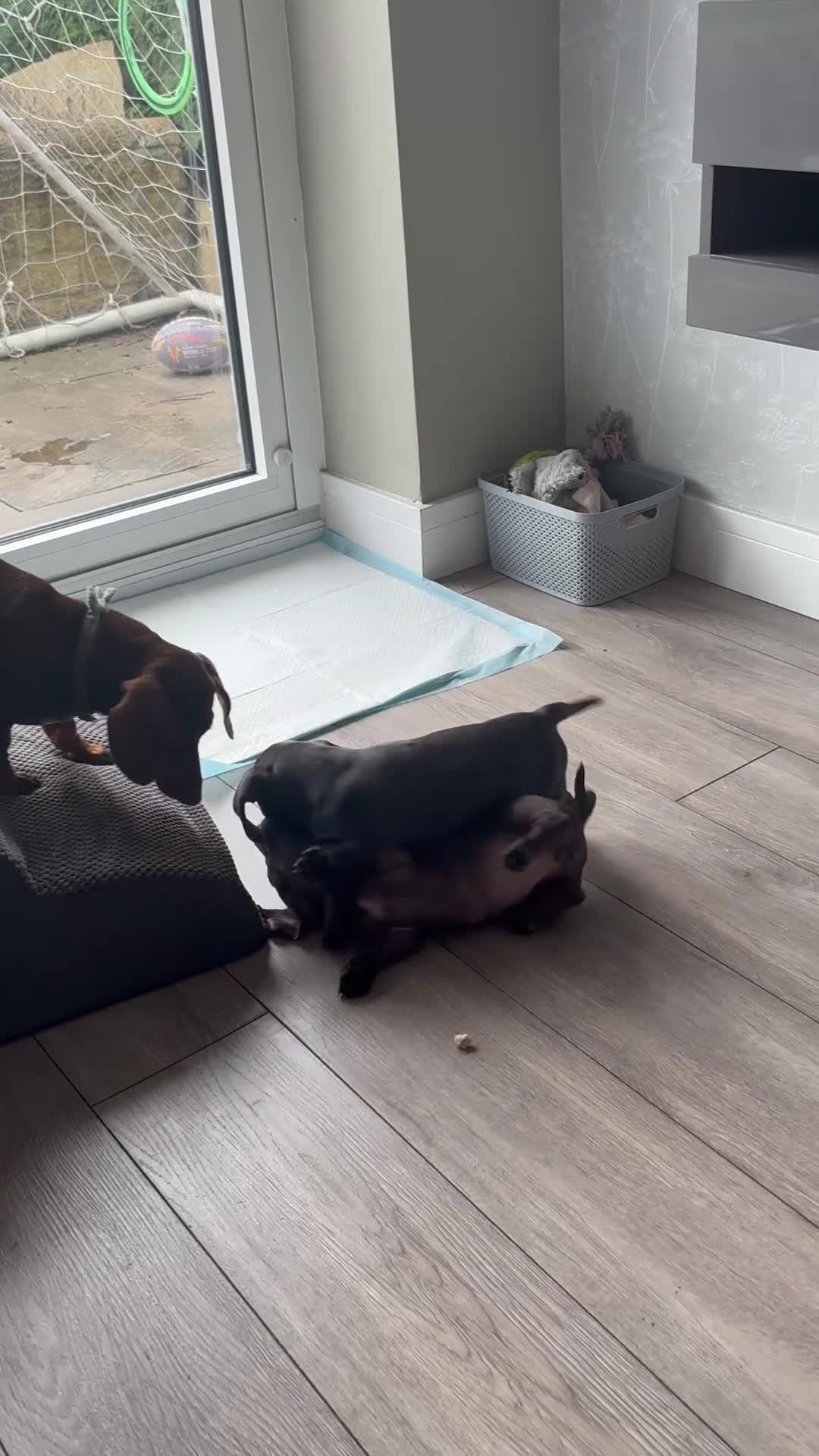 Miniature Dachshund dogs for sale: KC miniature Daschunds    - Video 2