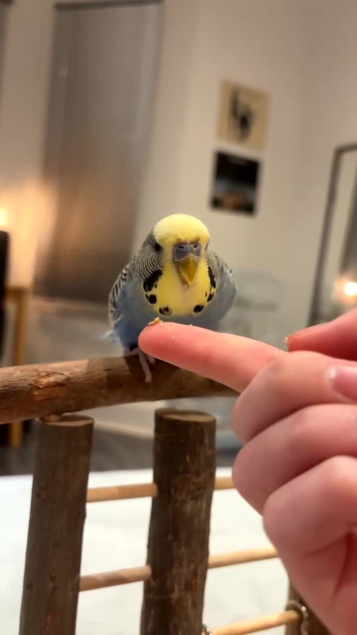 Budgerigars birds for sale: Male budgie 6 months in Bournemouth - Video 1
