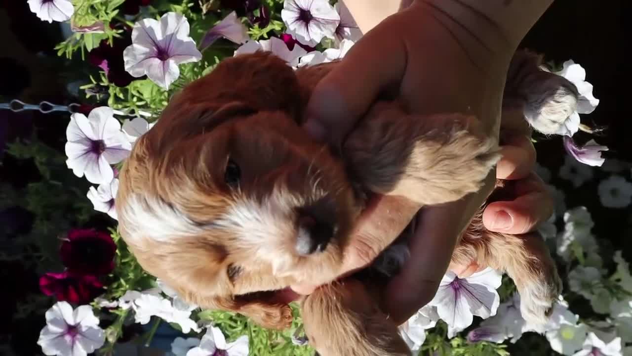 Cockapoo dogs for sale: Health tested: Champion lines  F1 puppies  - Video 3