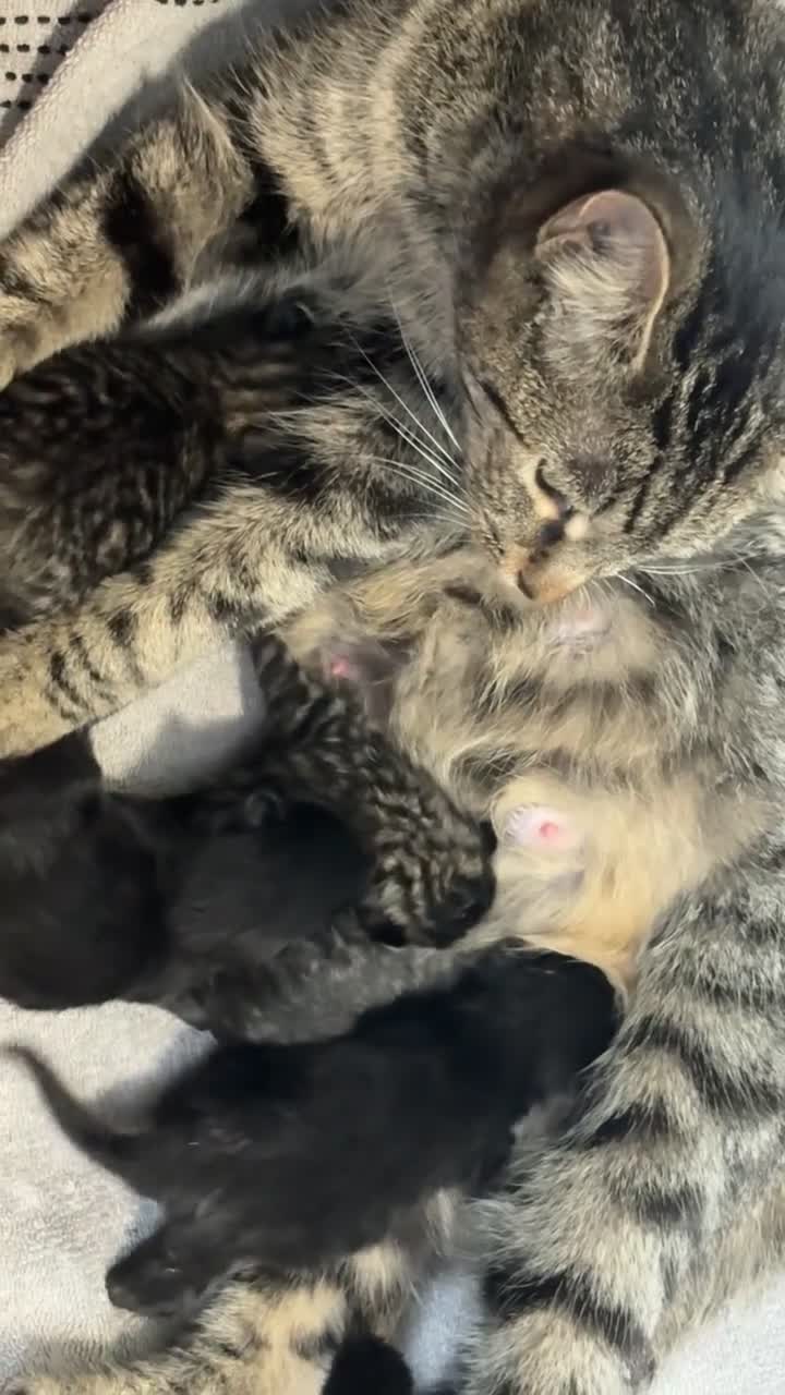 Mixed Breed cats for sale: Beautiful kittens,ready for a new home in Liverpool - Video 1