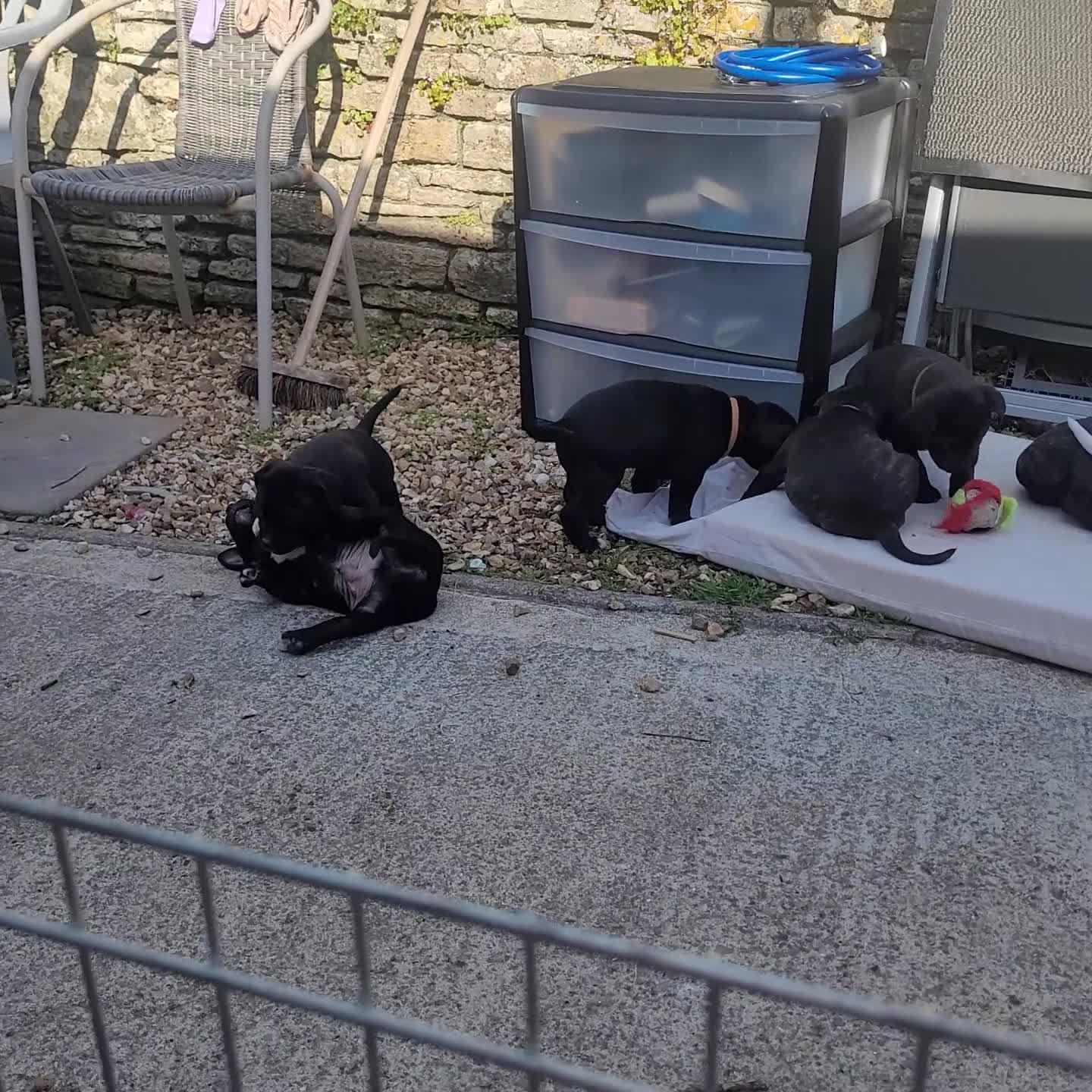 Mixed Breed dogs for sale: Am/StaffXCORSOXSTAFF in Swanage - Video 1