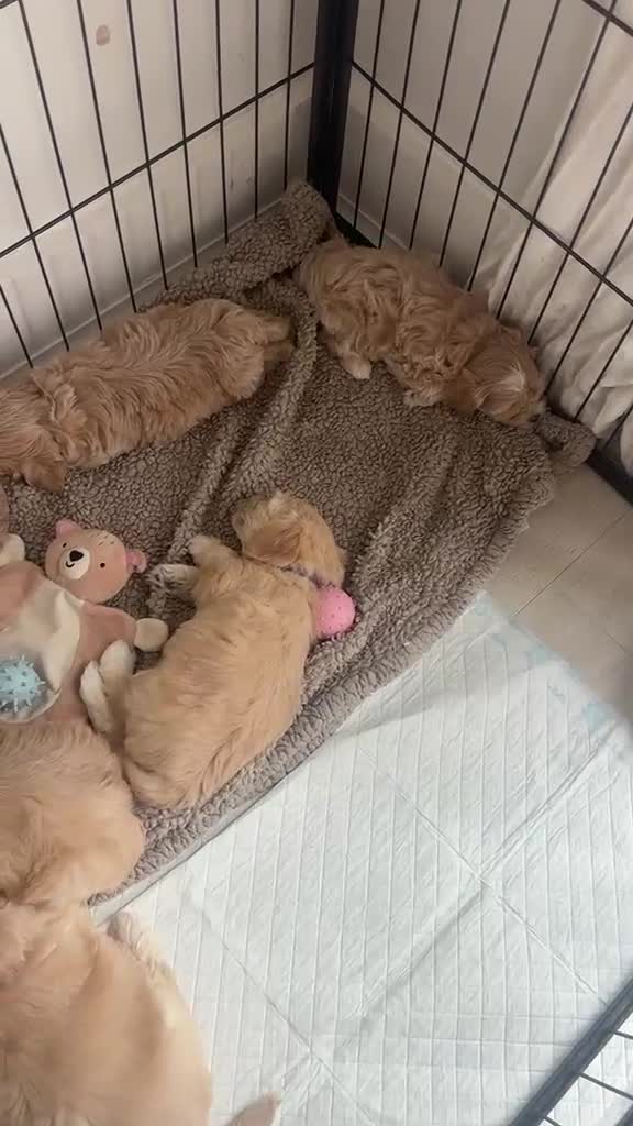 Maltipoo dogs for sale: 6 maltipoo champagne coloured puppies  - Video 1