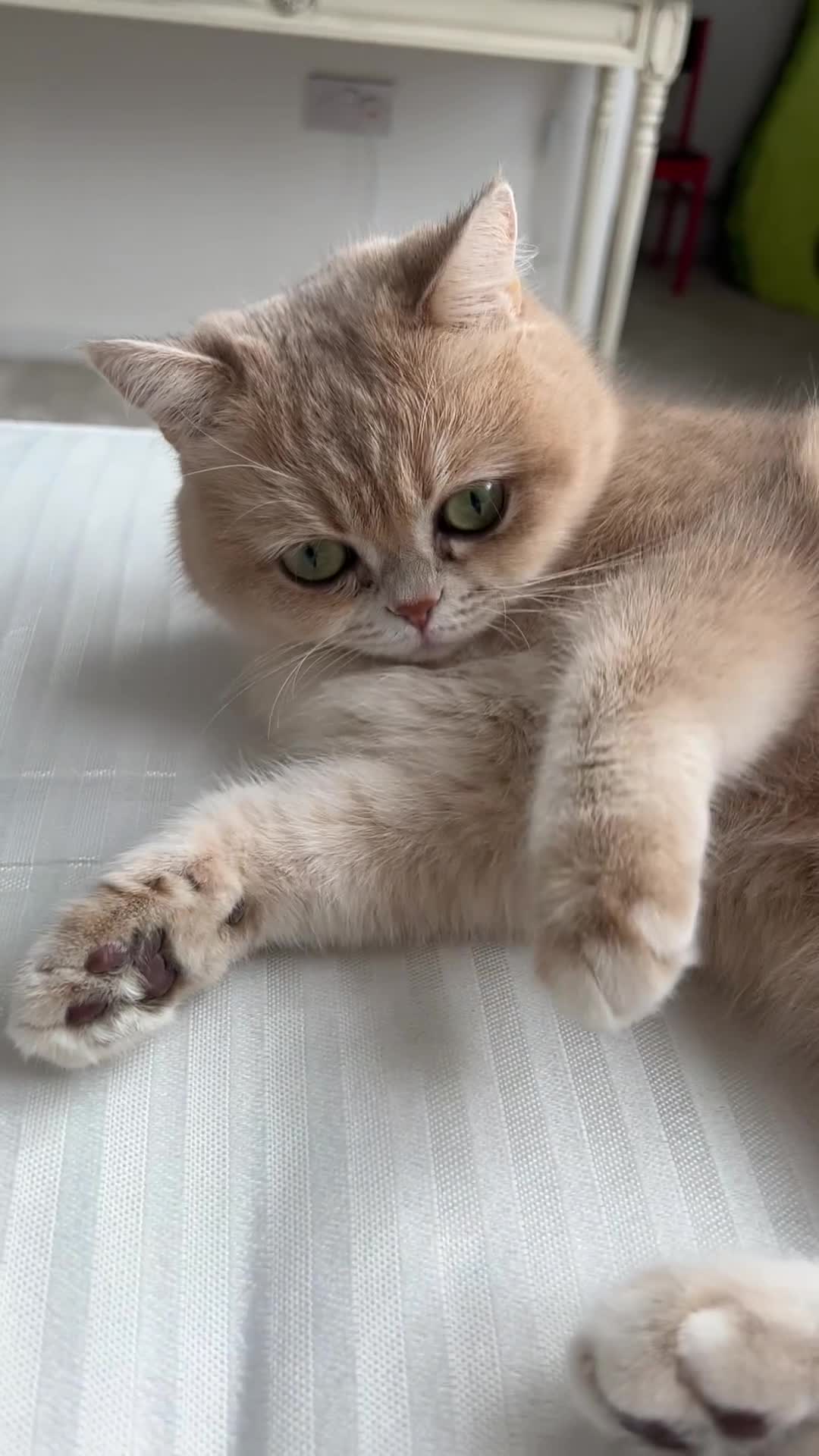 British Shorthair cats for sale: Beautiful BSH AY12 Golden Blue Female - Video 1