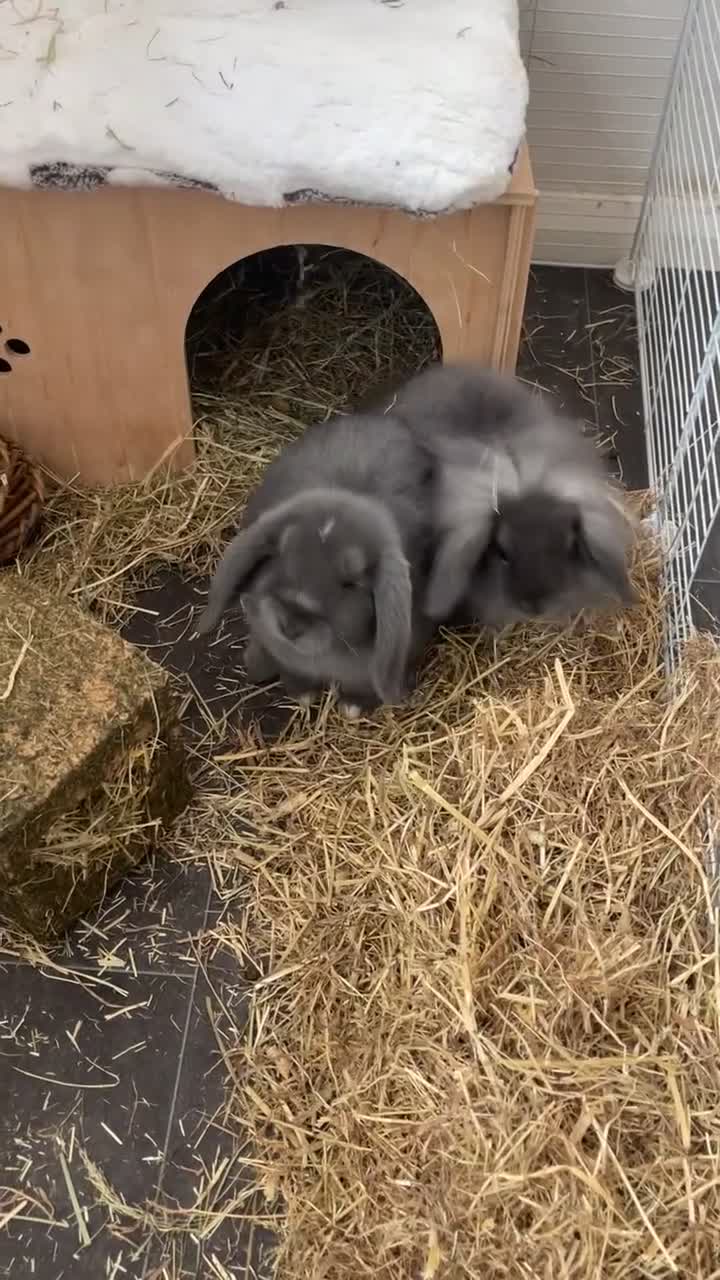 Lionhead rabbits for sale: Male baby lion head rabbit and mini lop  - Video 1