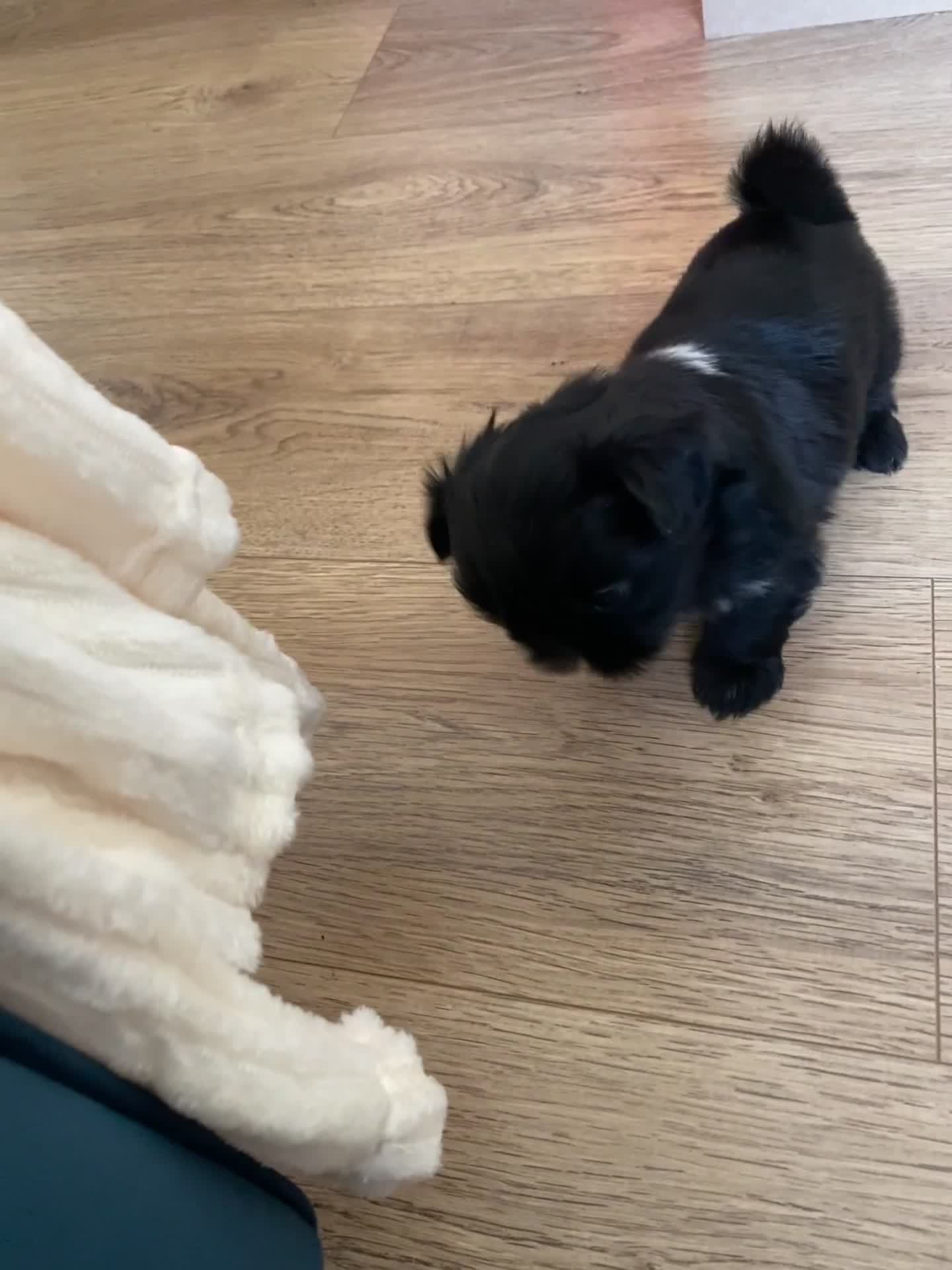 Shih Tzu dogs for sale: 4 Beautiful Shih-Tzu  - Video 1