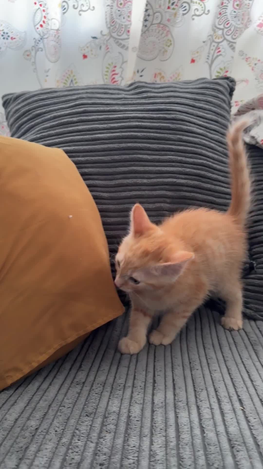 American Shorthair cats for sale: Lovely Tabbies and Calico Kittens for sale  in Milton Keynes - Video 2