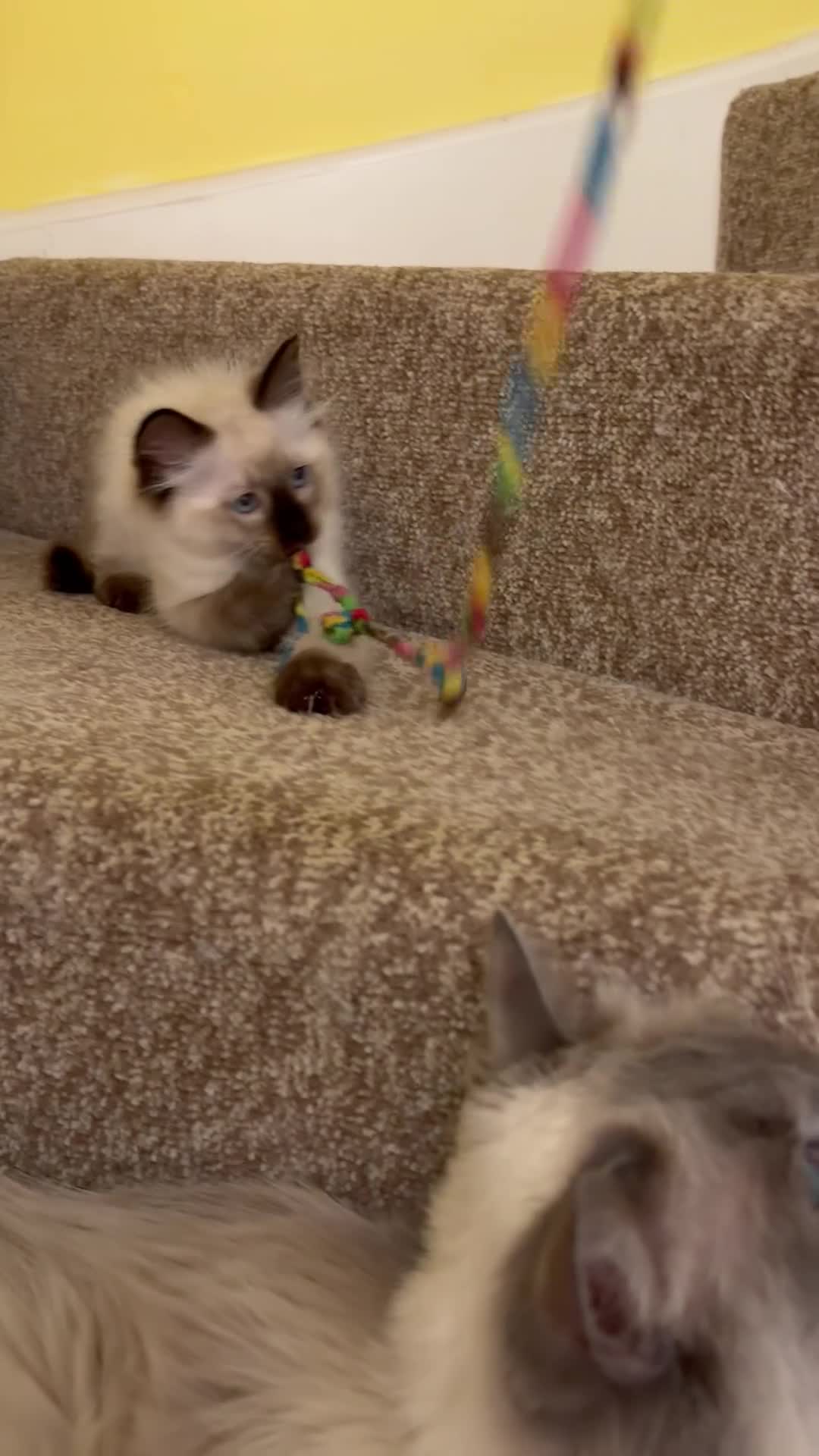 Ragdoll cats for sale:  Last one looking forever home, ready to go now  - Video 2