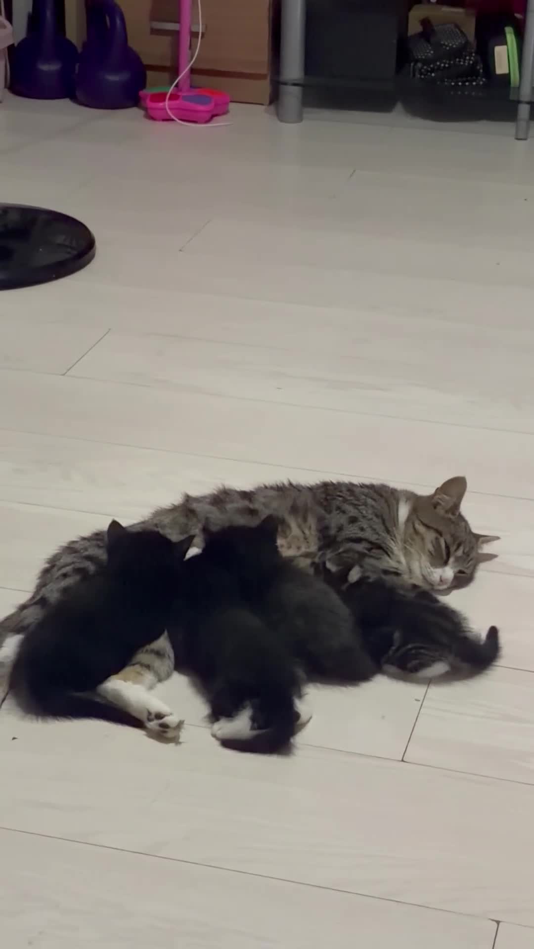 Mixed Breed cats for sale: 10 weeks old Mixed Breed Kittens - Video 3
