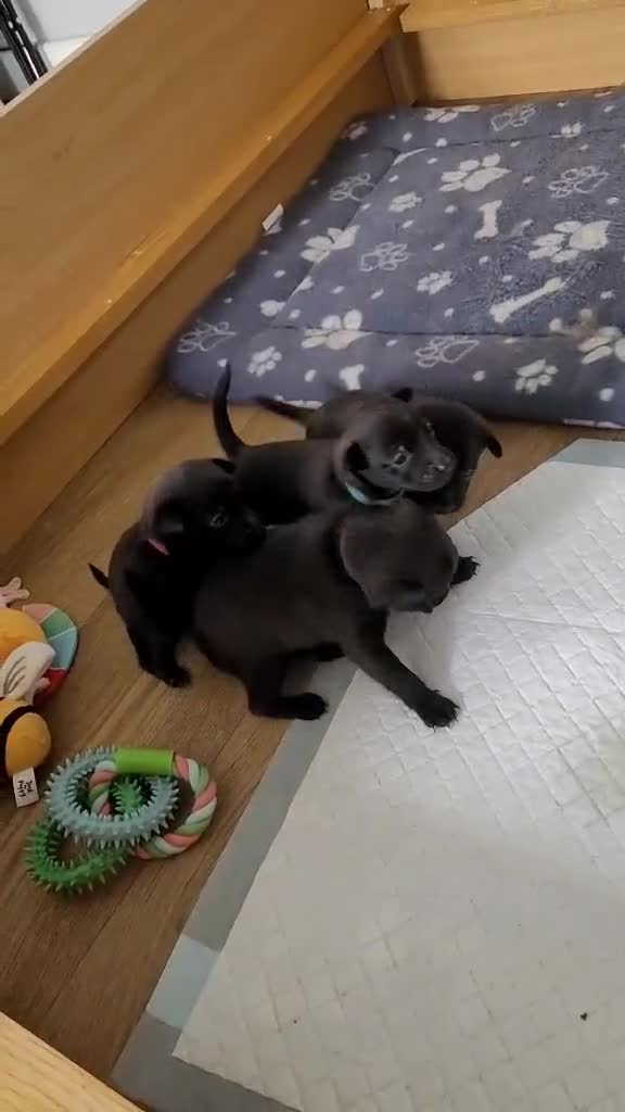 Mixed Breed dogs for sale: Pomeranian x  - Video 1