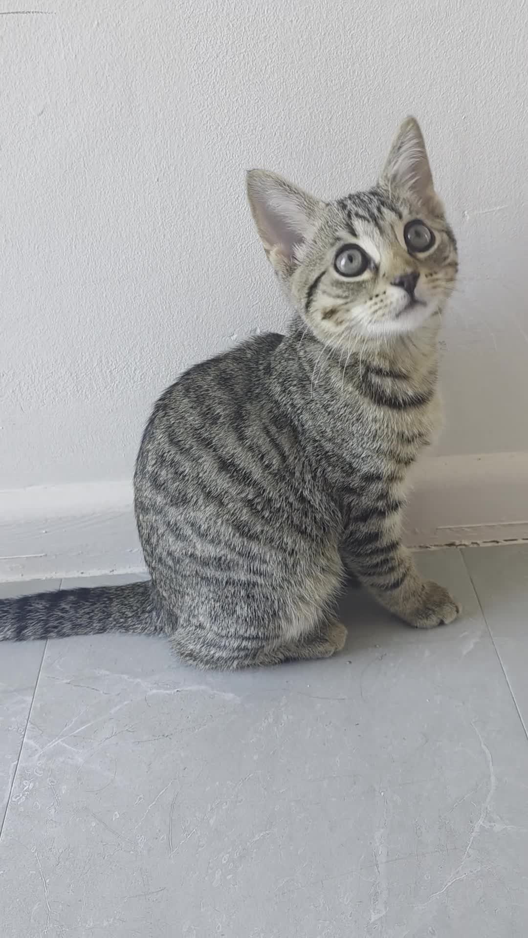Bengal cats for sale: Bonded Bengal Cross Kittens - Video 2