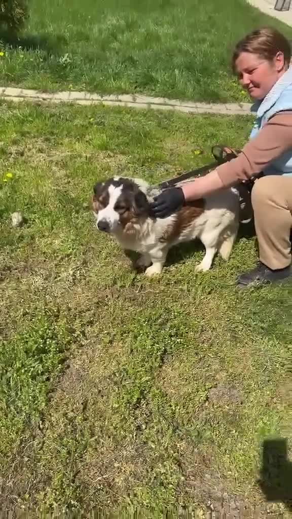 Mixed Breed dogs for adoption: ❤️ Bonded Corgi Cross Brothers Seeking Home ❤️ - Video 3