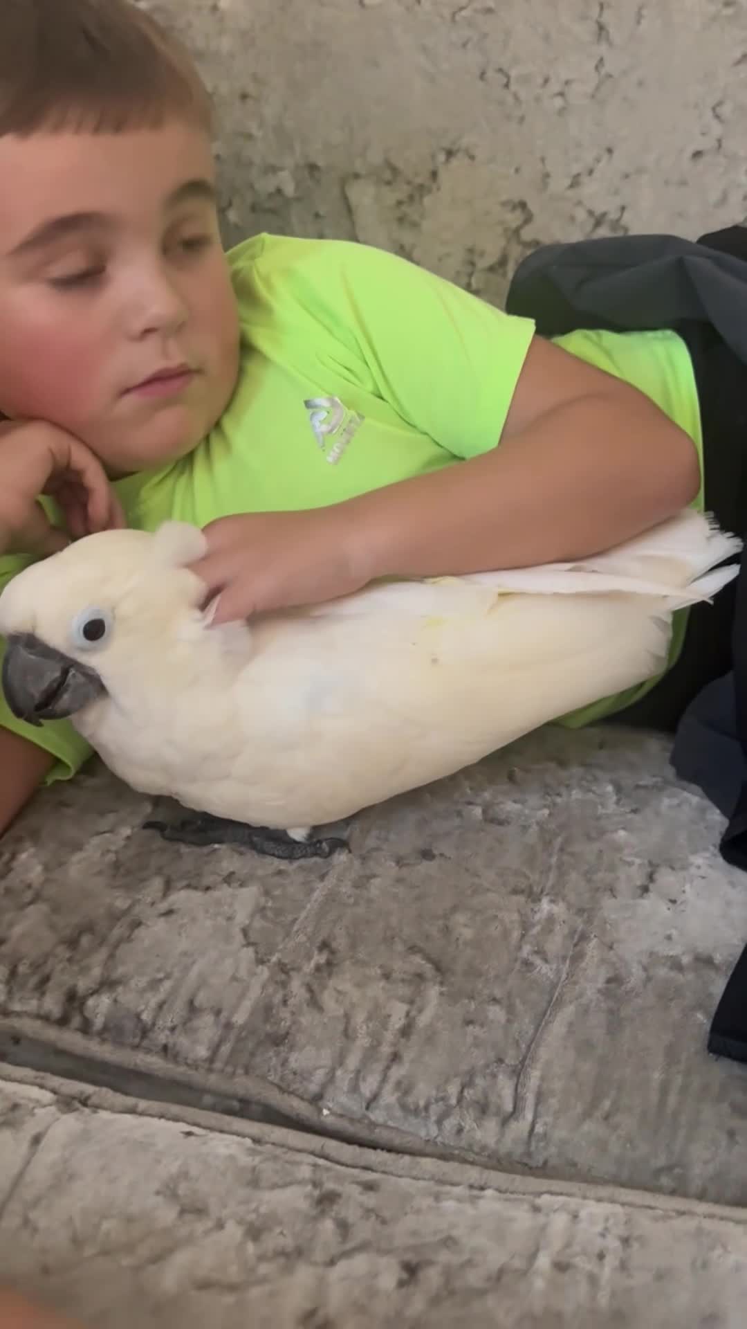 Cockatoo birds for sale: Umbrella cockatoo  - Video 1