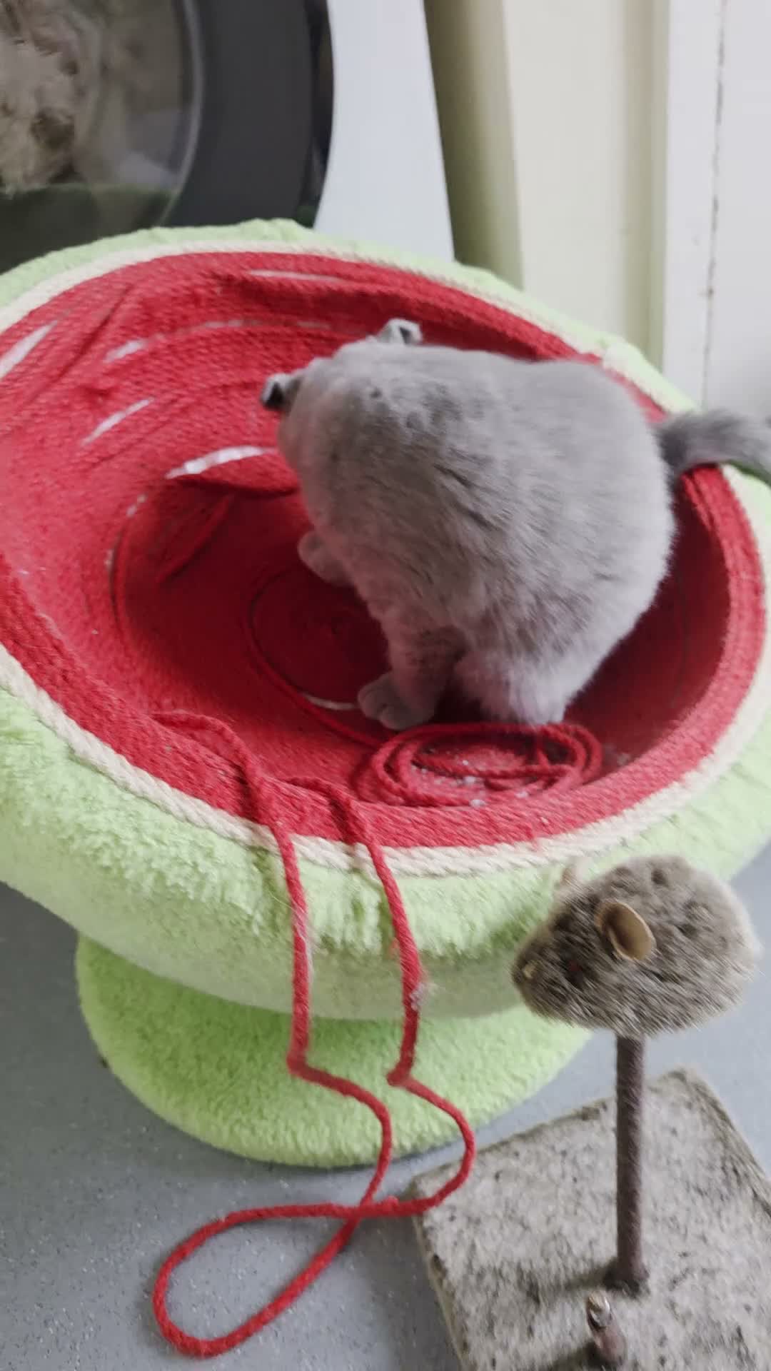 Scottish Fold cats for sale: 7 Scottish fold 😍beautiful  healthy kittens - Video 2
