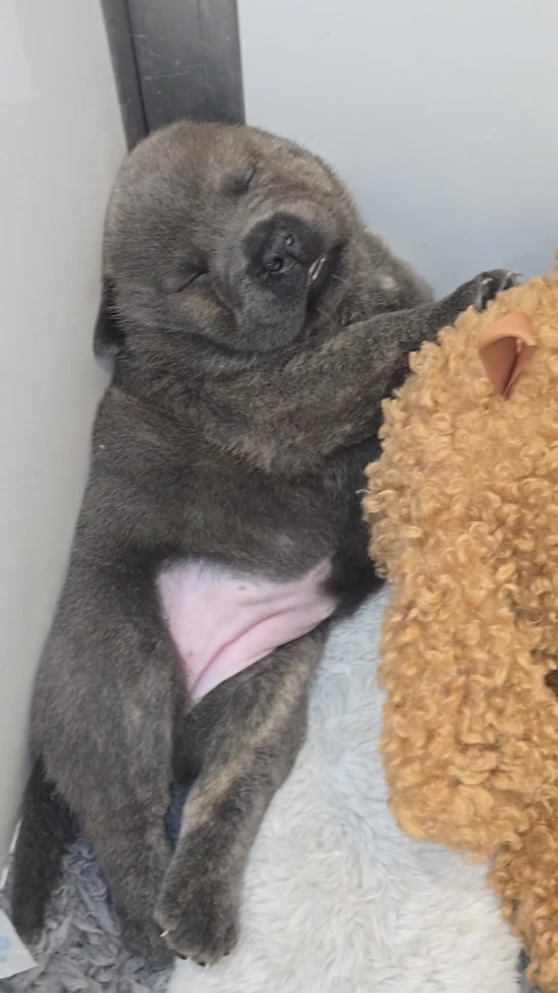 Mixed Breed dogs for sale: Chaffy puppies - Video 1