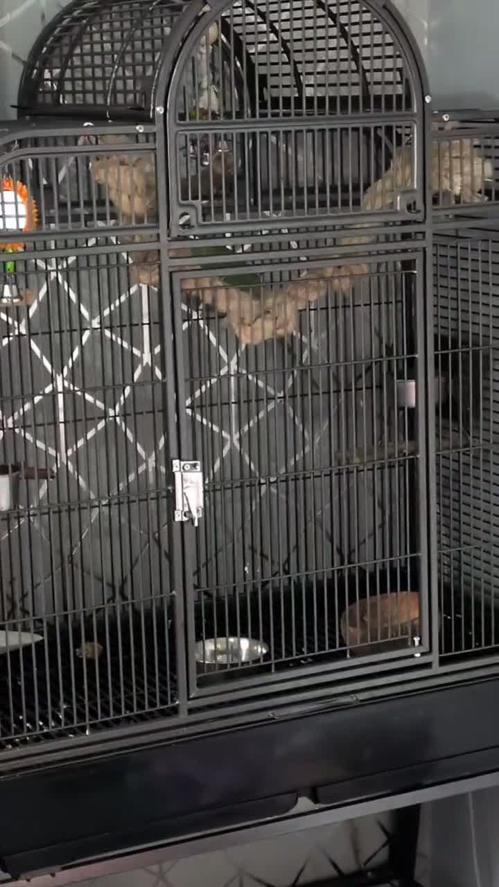 Ringnecks birds for sale: Indian ringneck (cosmos) in Doncaster - Video 1