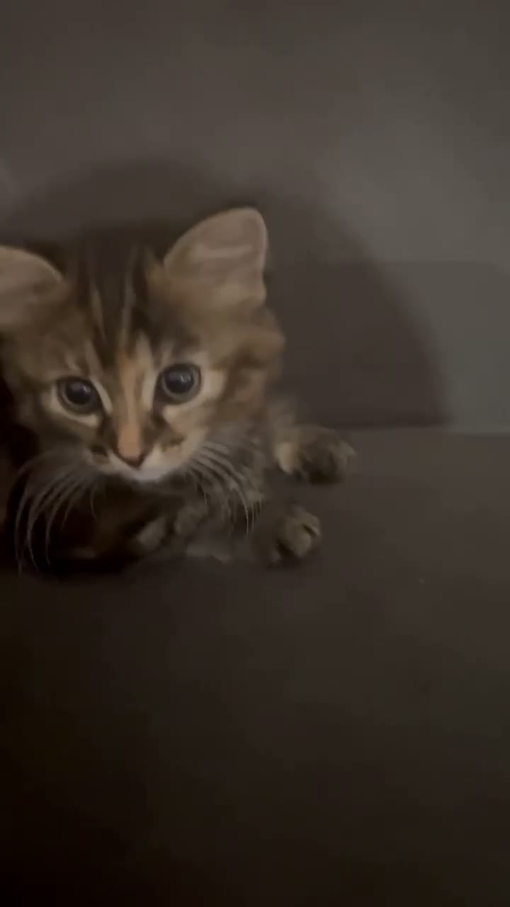 British Longhair cats for sale: Long hair and short hair tabby! - Video 4